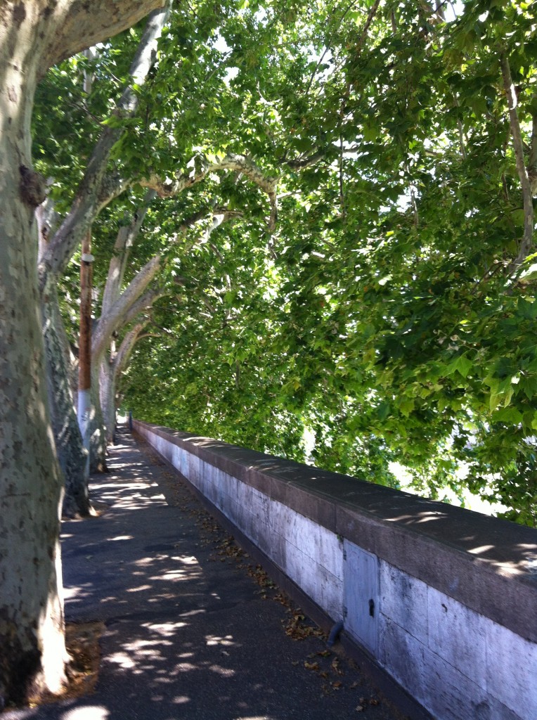 Trees along the Tiber