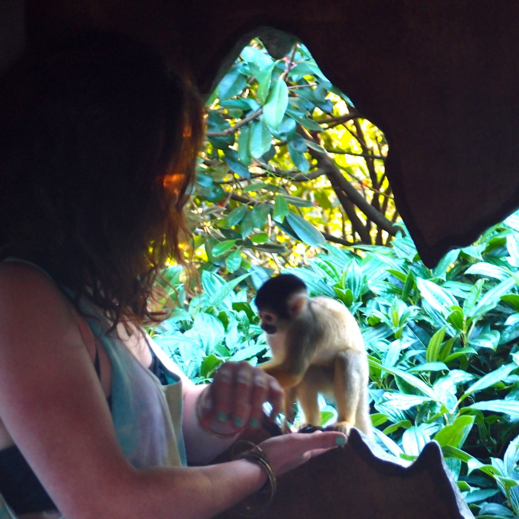 Close Encounters of the Monkey Kind