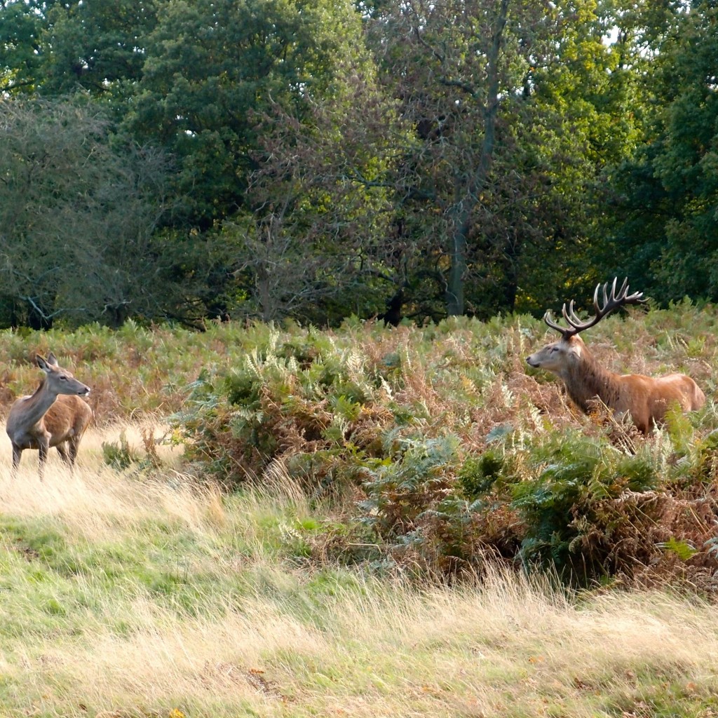 Deer in Richmond Park, London