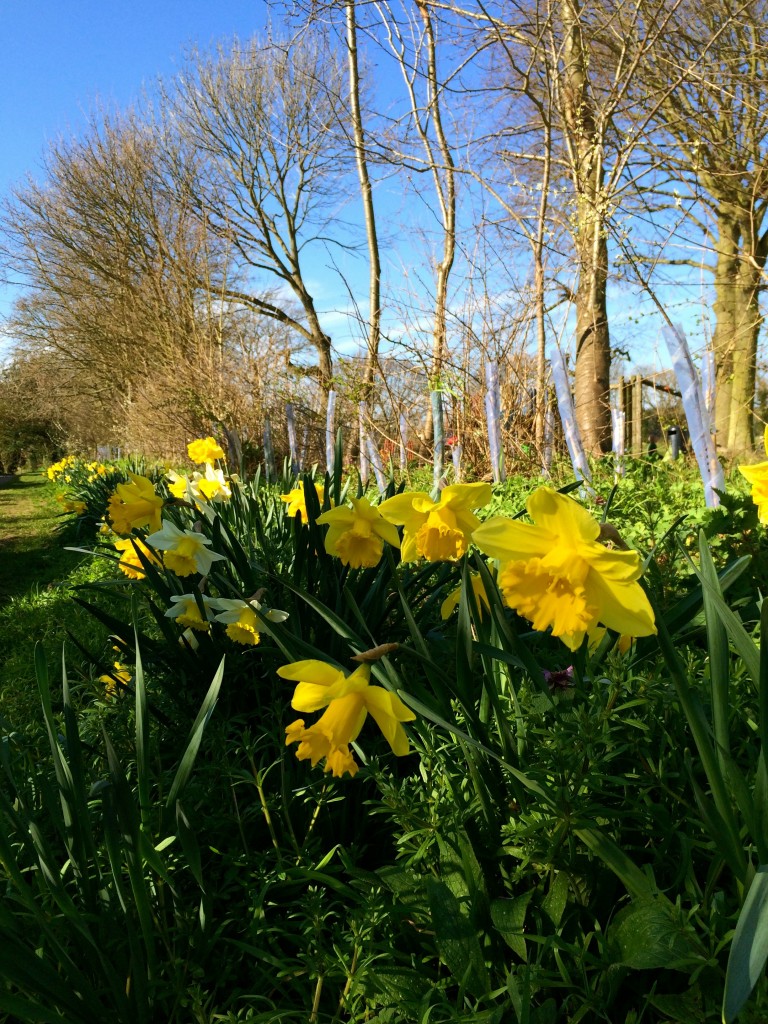 Springtime Ramble, Suffolk