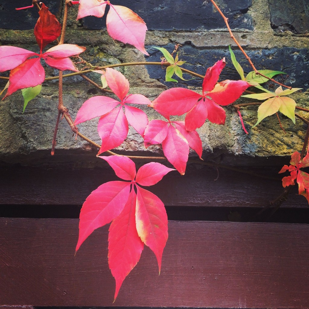 Autumn leaves, London