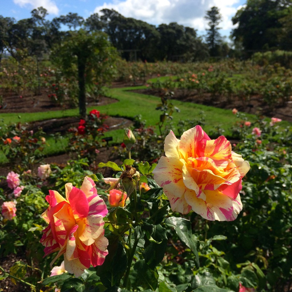 Parnell Rose Gardens, Auckland, New Zealand