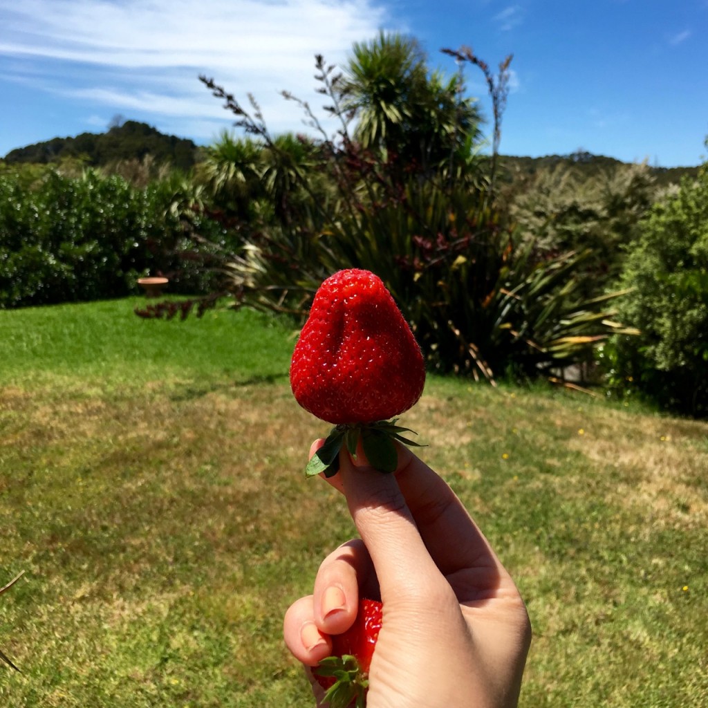 Strawberry, New Zealand