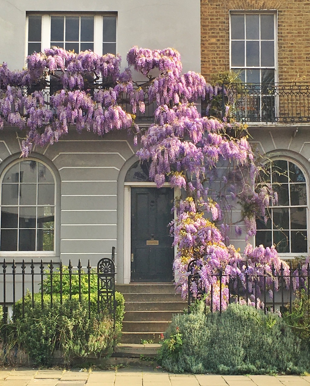 Wisteria, Spring, London