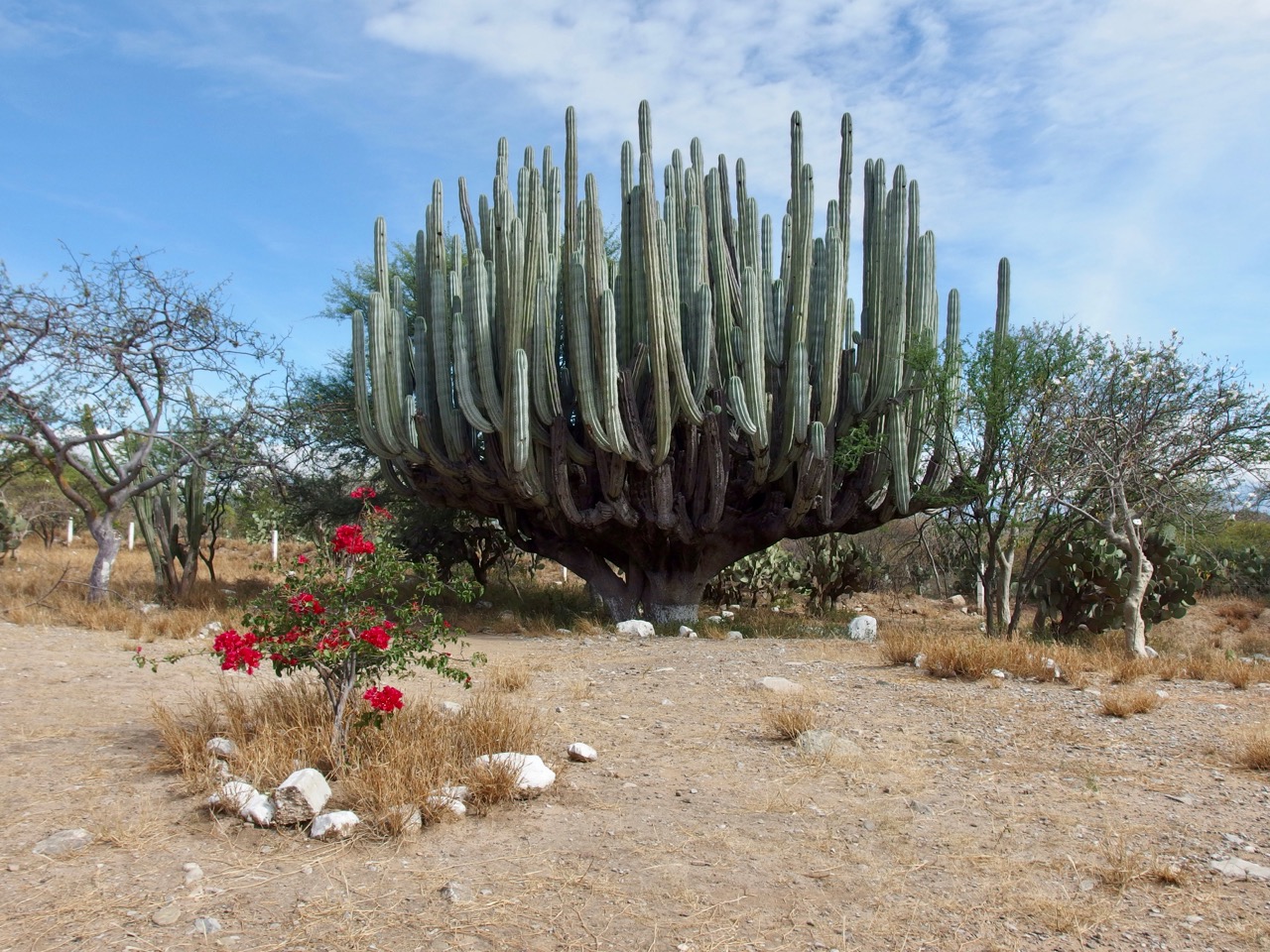 Cactus, Mexico