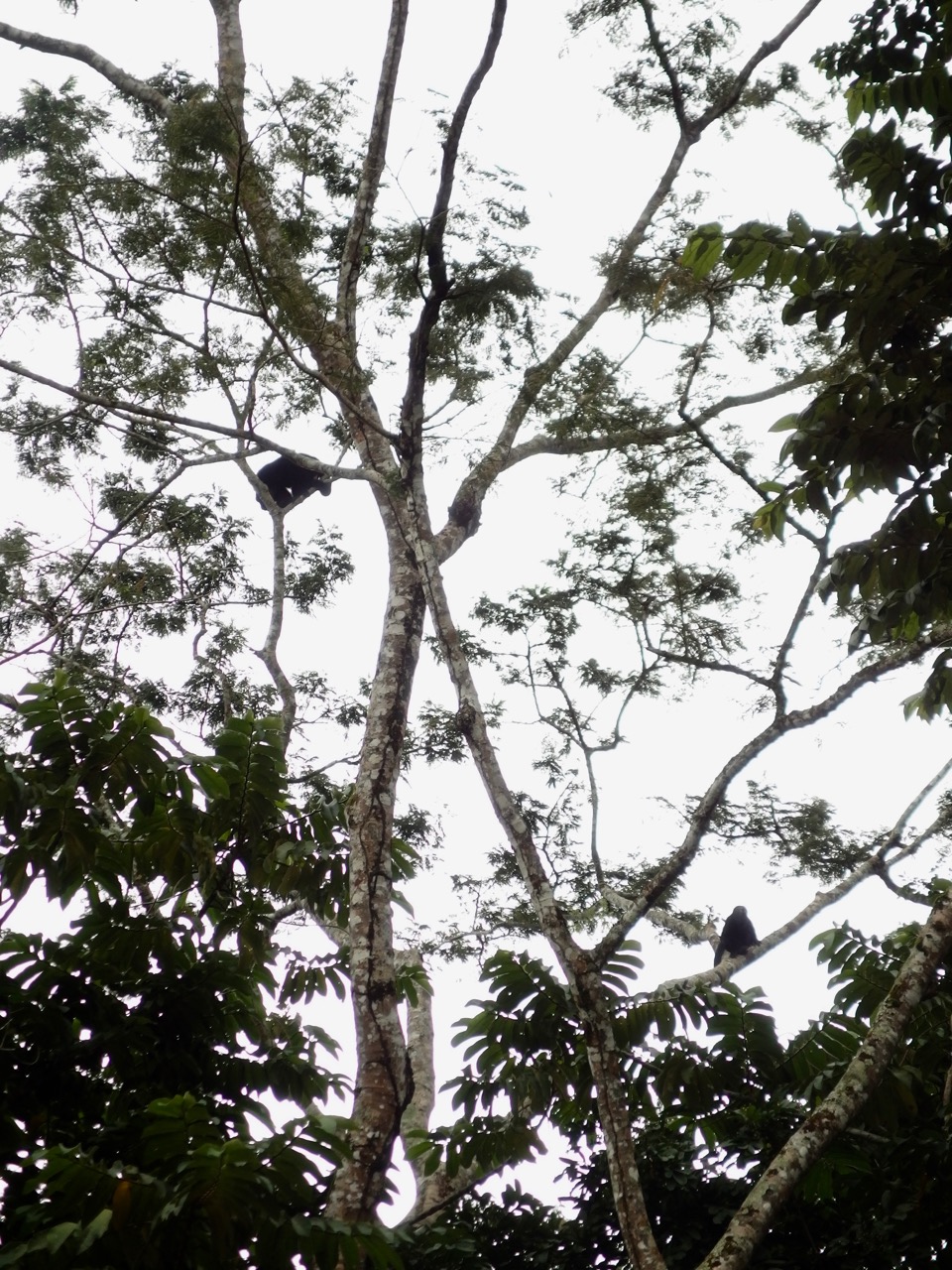 Monkeys, Palenque, Mexico