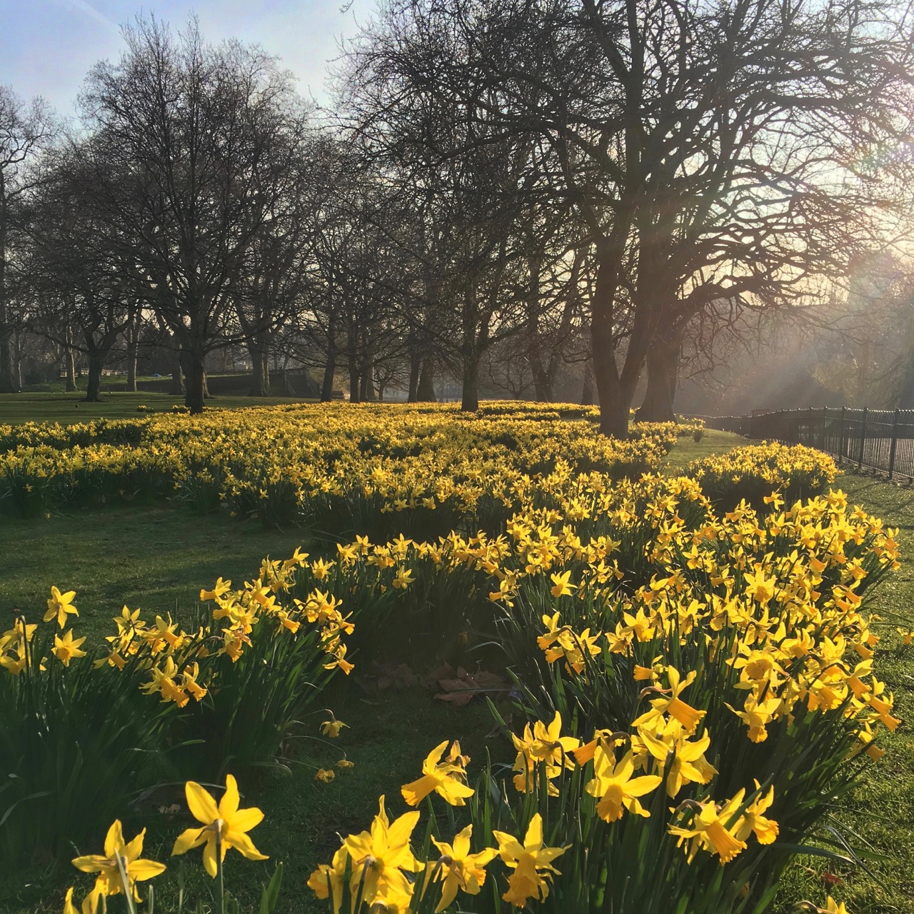 Daffodils, St James Park, London