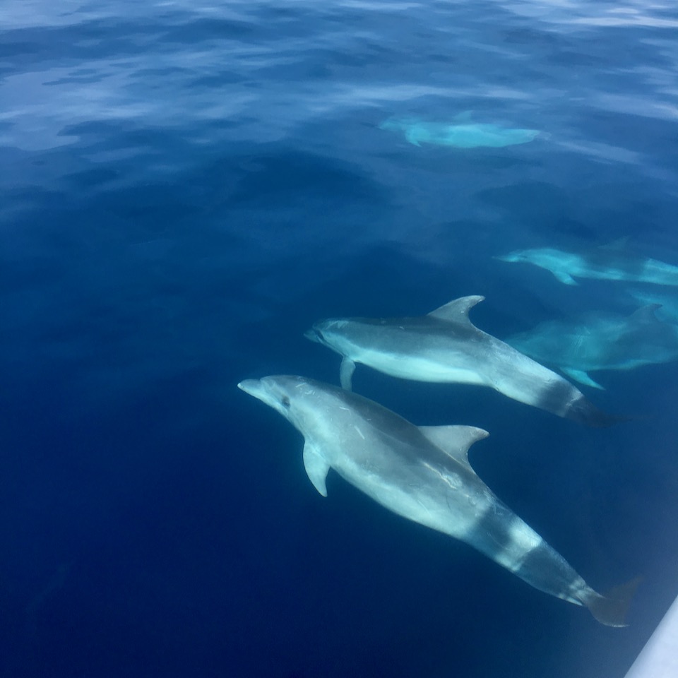Dolphins, Croatia