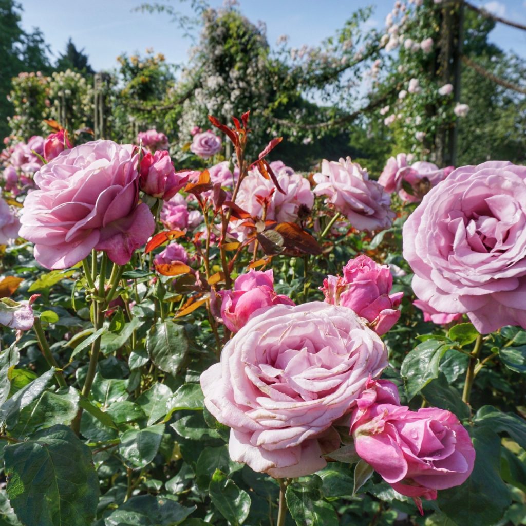 Queen Mary's Rose Garden, Regent's Park, London