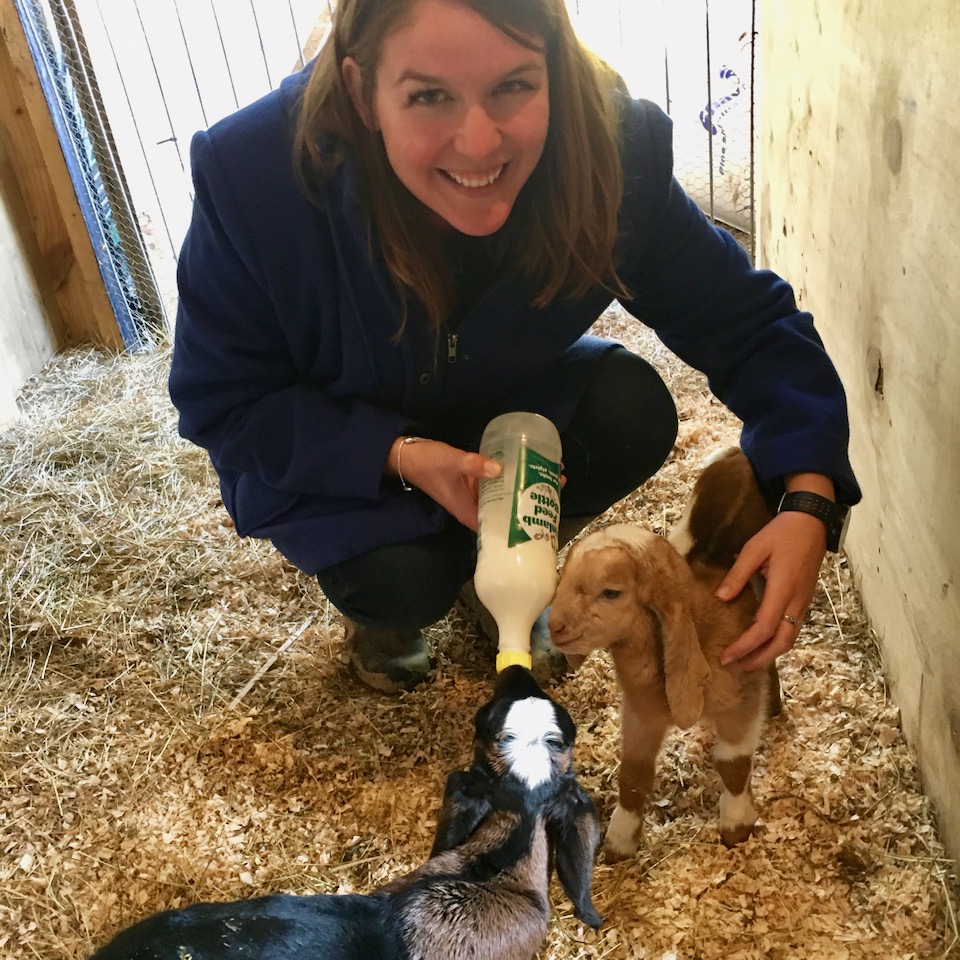 Goats, Farm, New Zealand