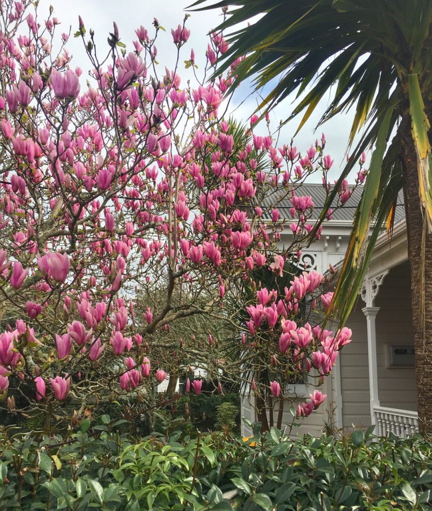 Magnolia, Spring, Auckland, New Zealand
