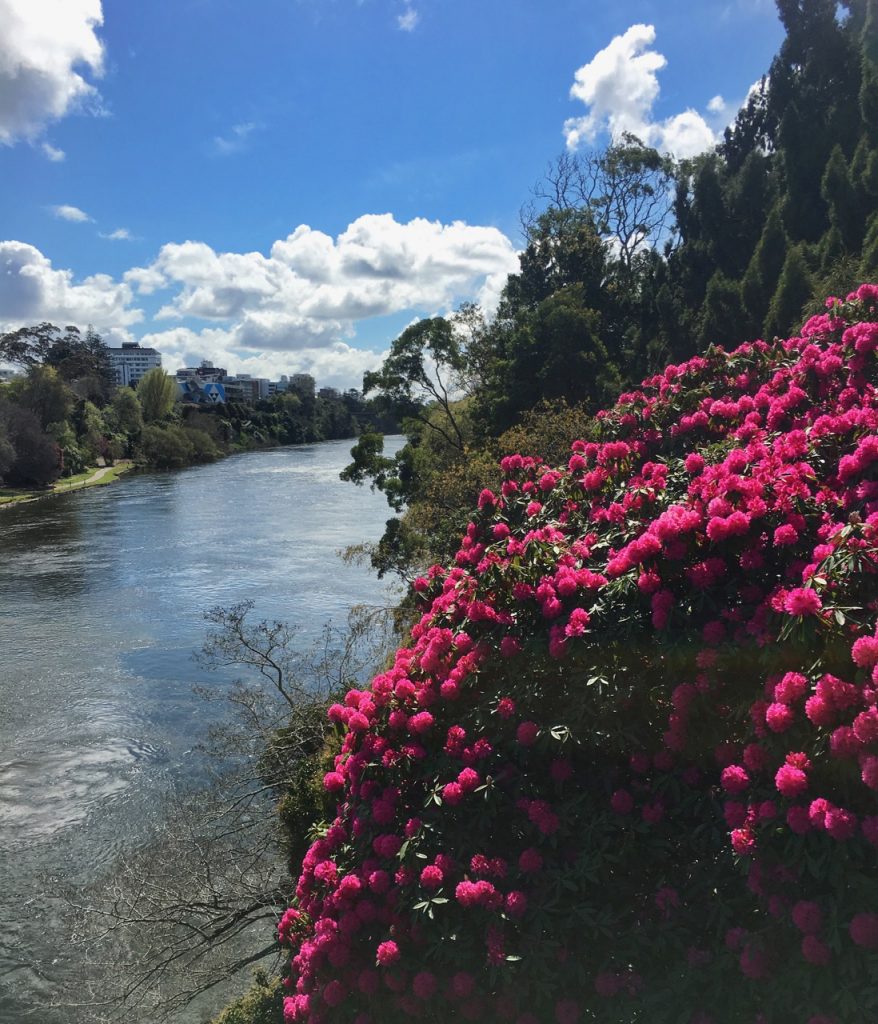 Flowers, Hamilton, New Zealand