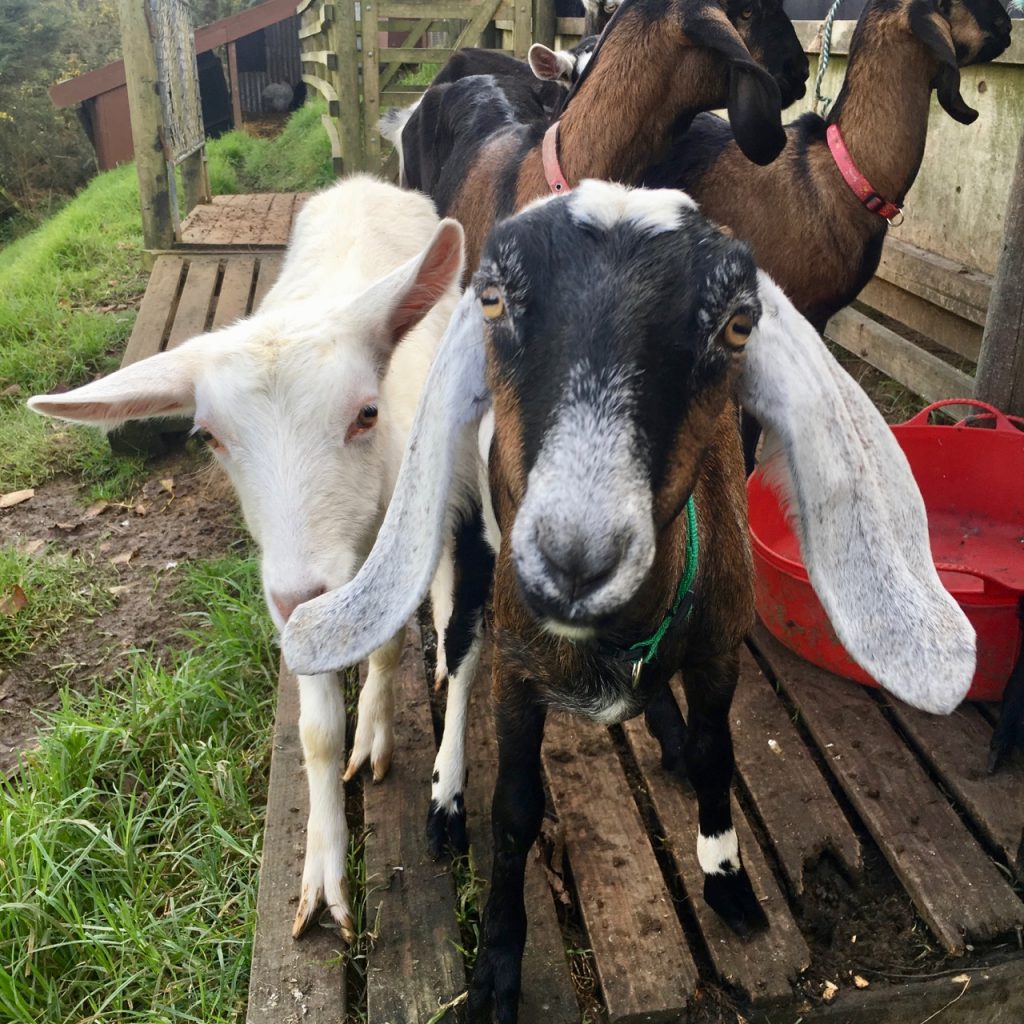 Goats, Puhoi, New Zealand