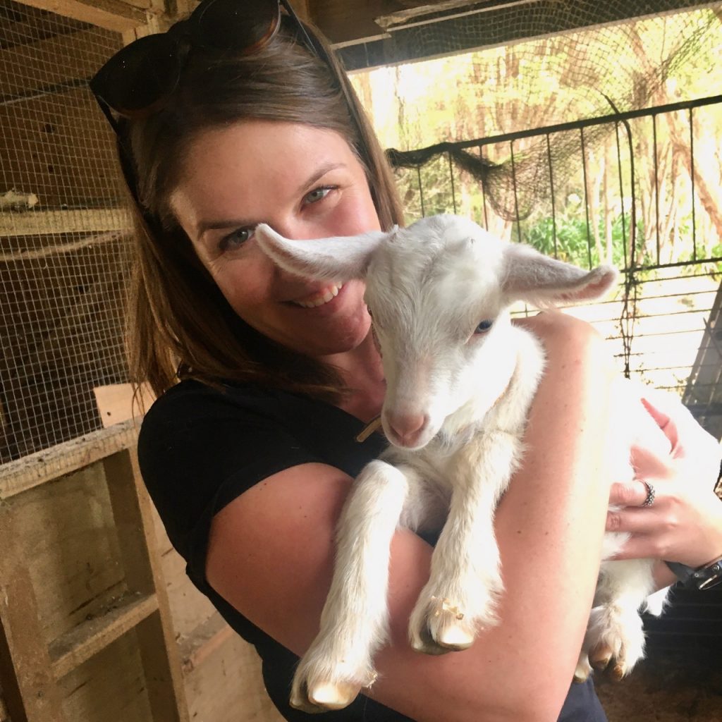 Goat cuddles, New Zealand