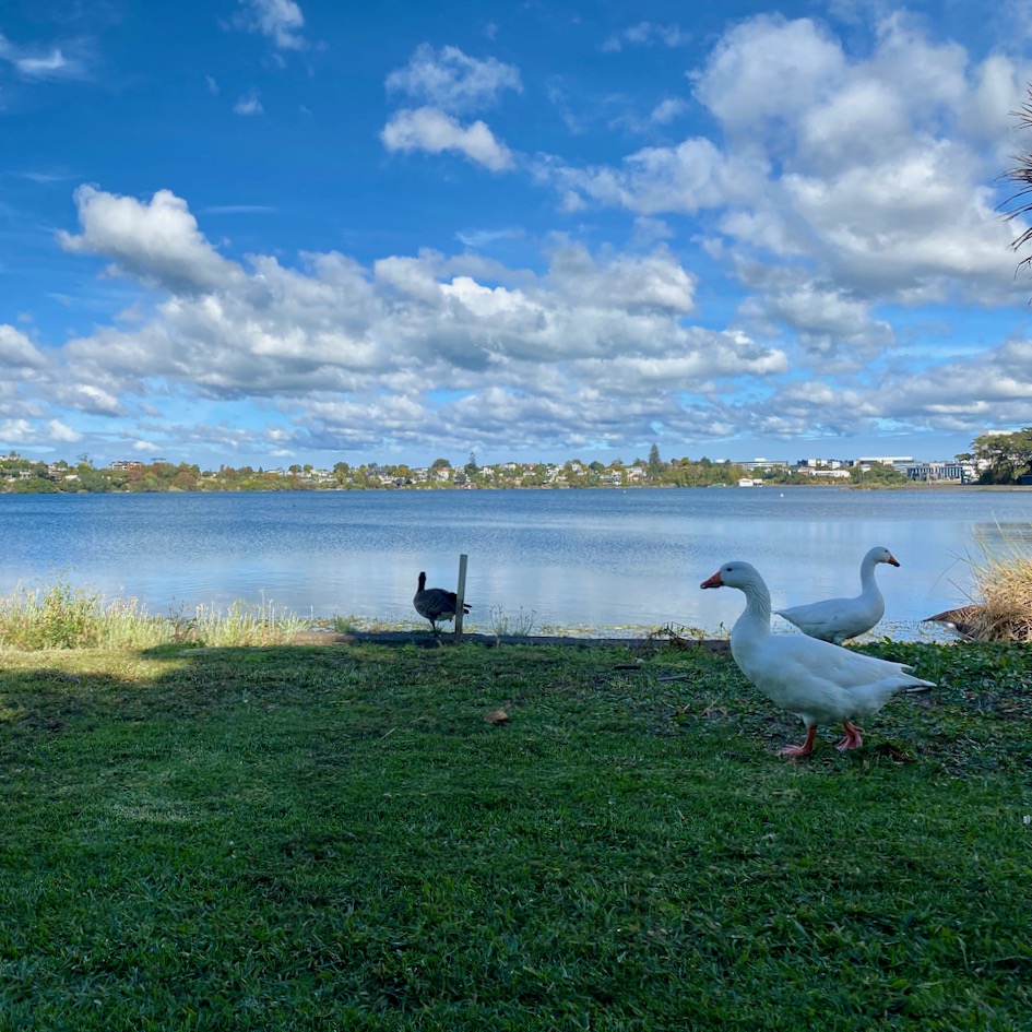 Geese, Lake Pupuke, Auckland