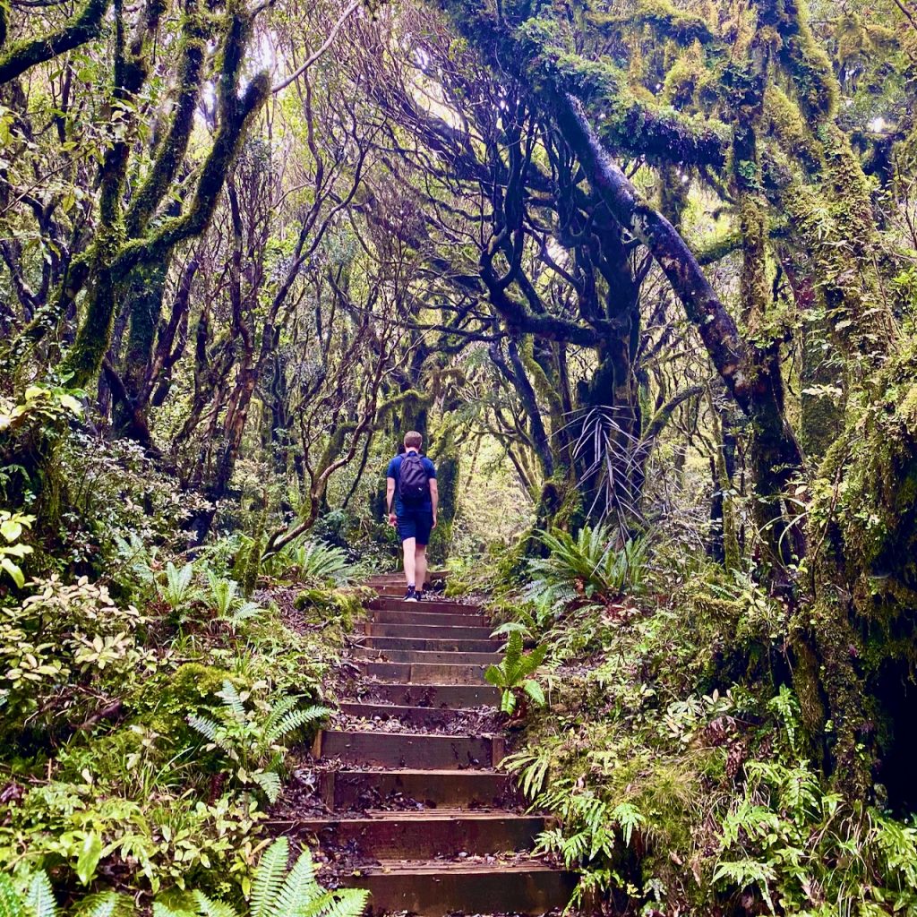 Forest with stairs leading up and male hiker