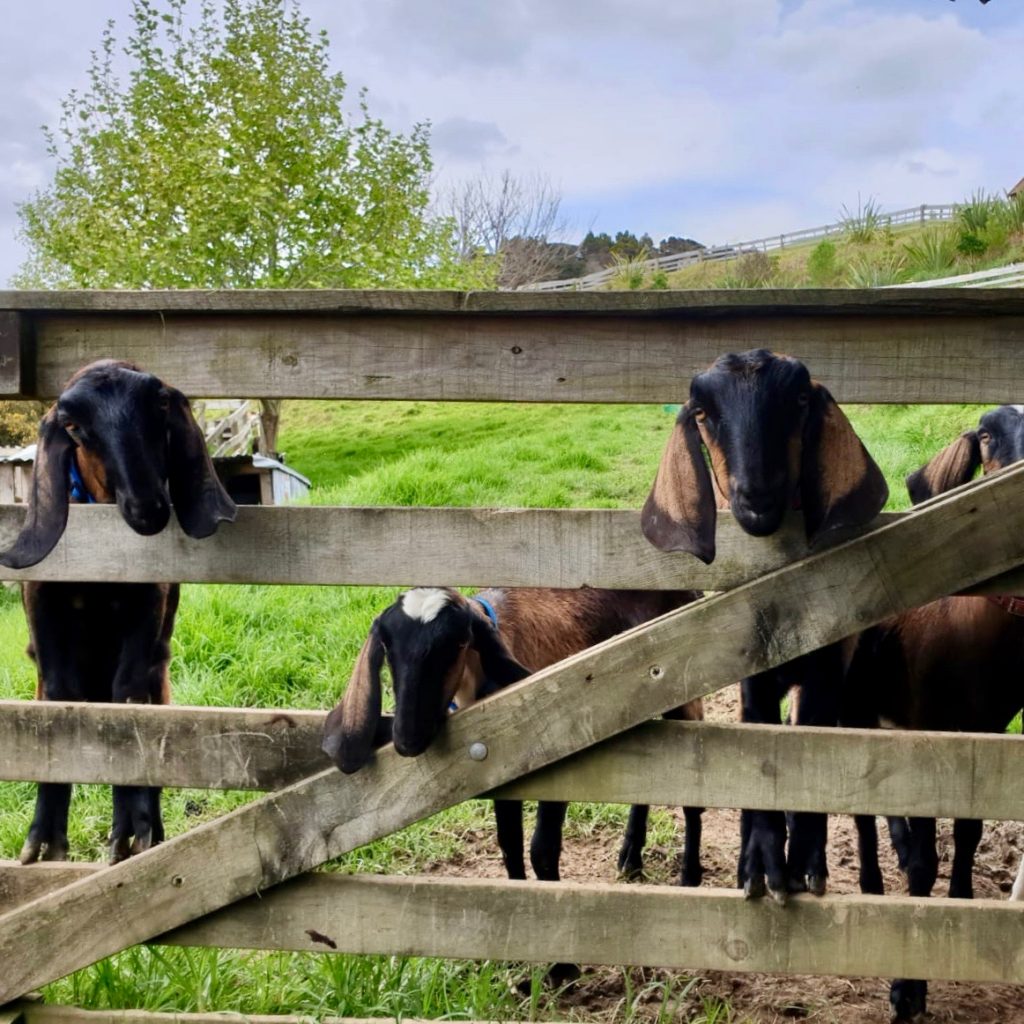 Goats heads, Auckland, New Zealand