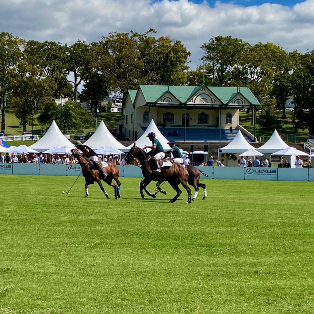 Polo horses in front of small viewing stand