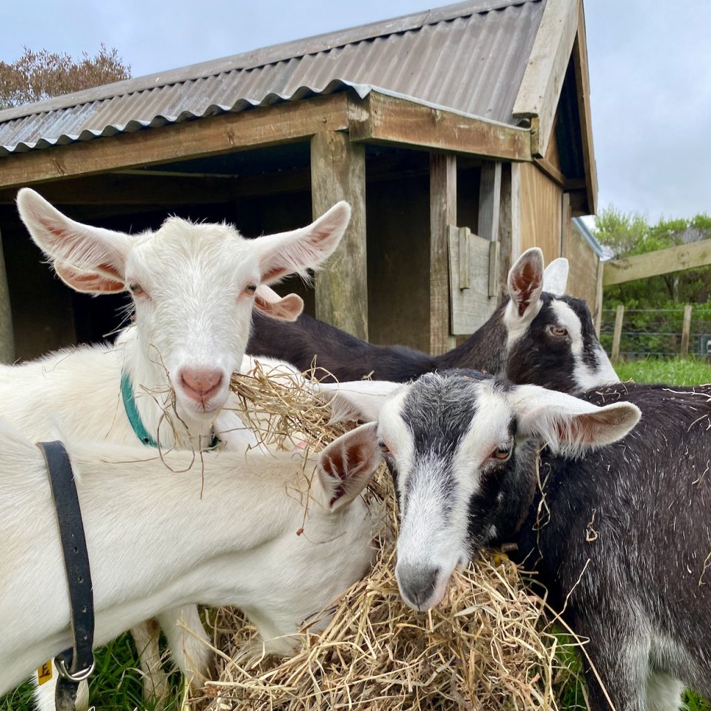 Goats chewing hay and looking at camera
